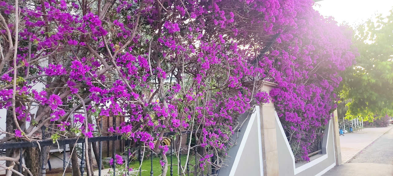 Gartenanlage Adalya Elite Lara