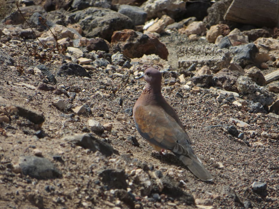 Strand SBH Club Paraiso Playa