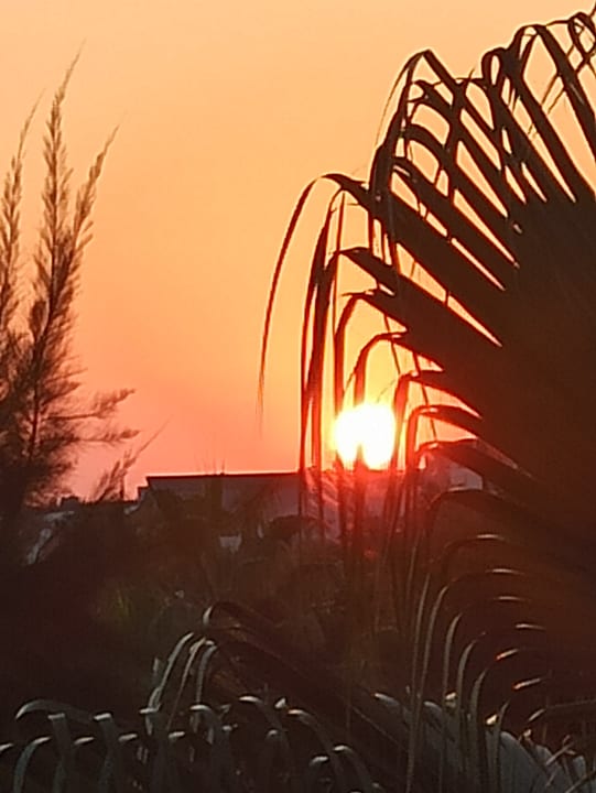 Gartenanlage Well Palace Side