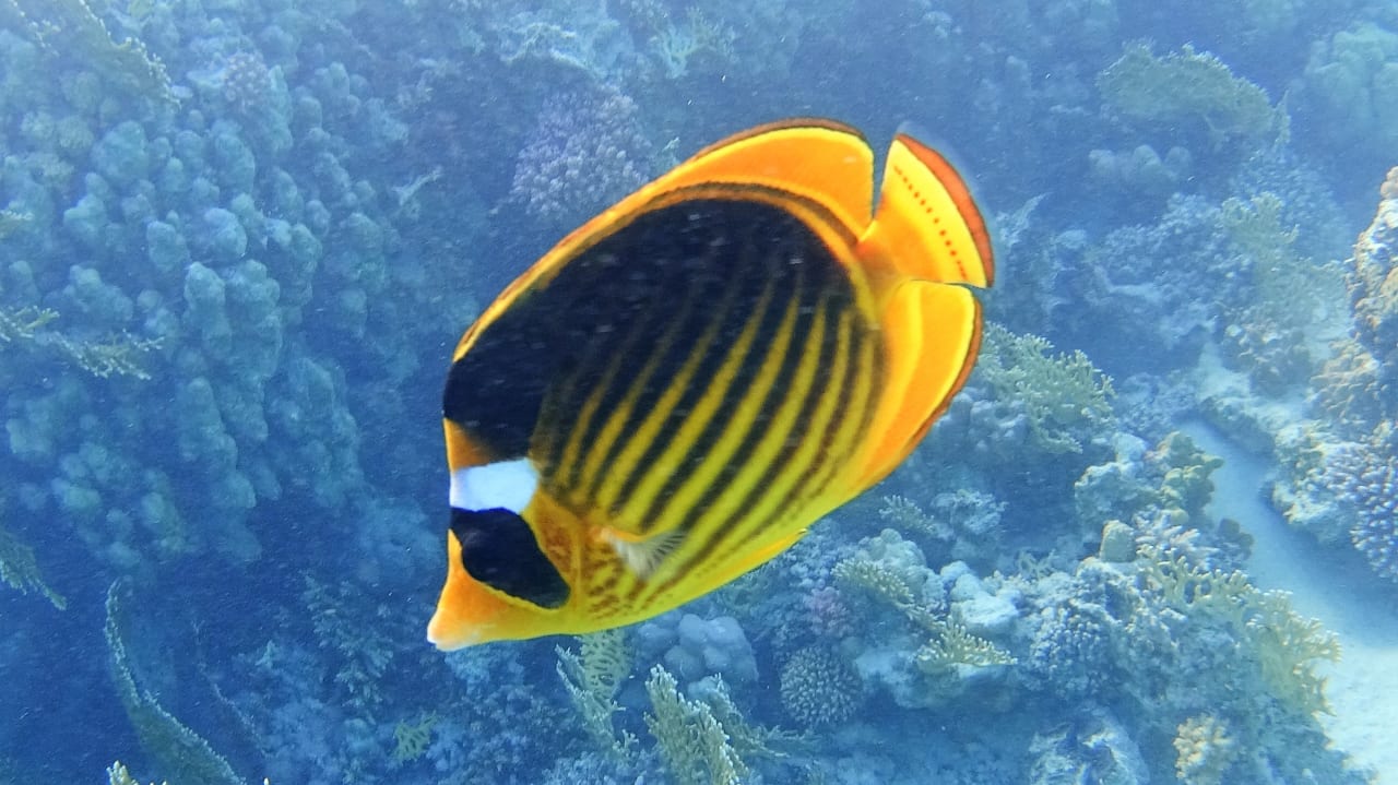 Sport & Freizeit SUNRISE Cardina Resort