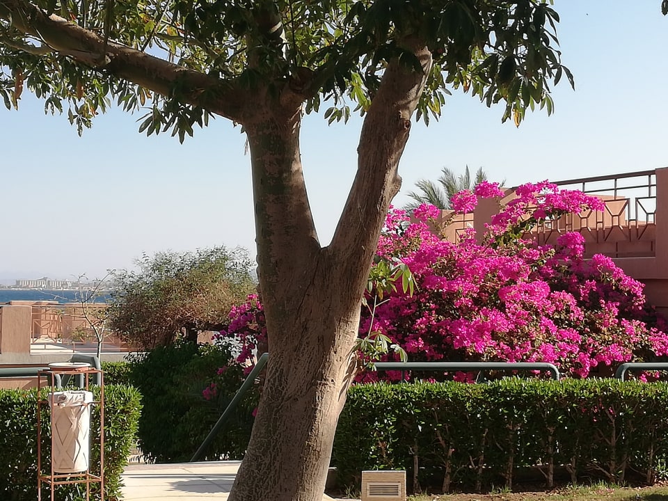 Gartenanlage Shams Prestige Abu Soma-Adults Only