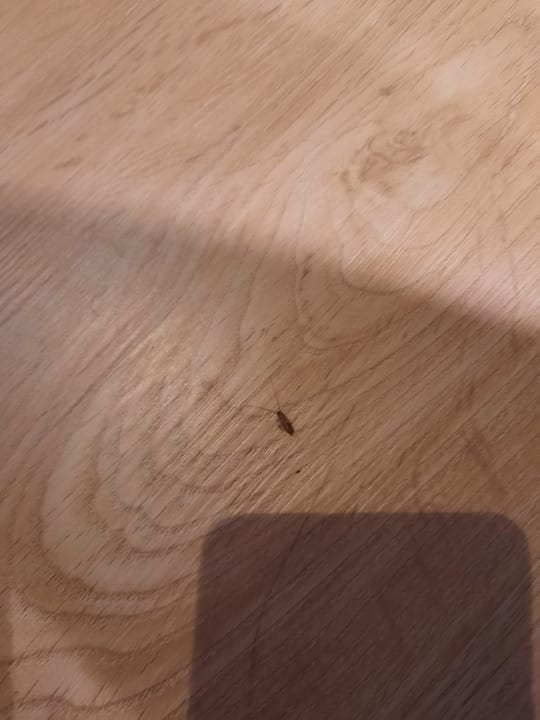 Zimmer allsun App.-Hotel Orient Beach