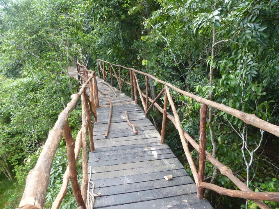 Naturlehrpfad in den Regenwald Shimba Hills Lodge
