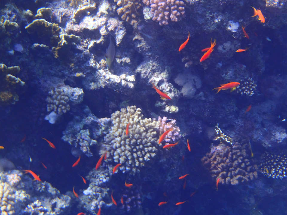 Sport & Freizeit JAZ Elite Asteria