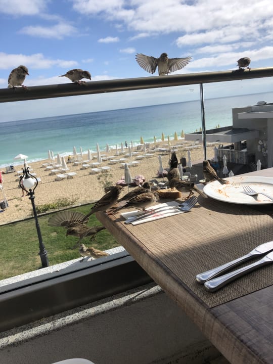 Gastro GRIFID Encanto Beach