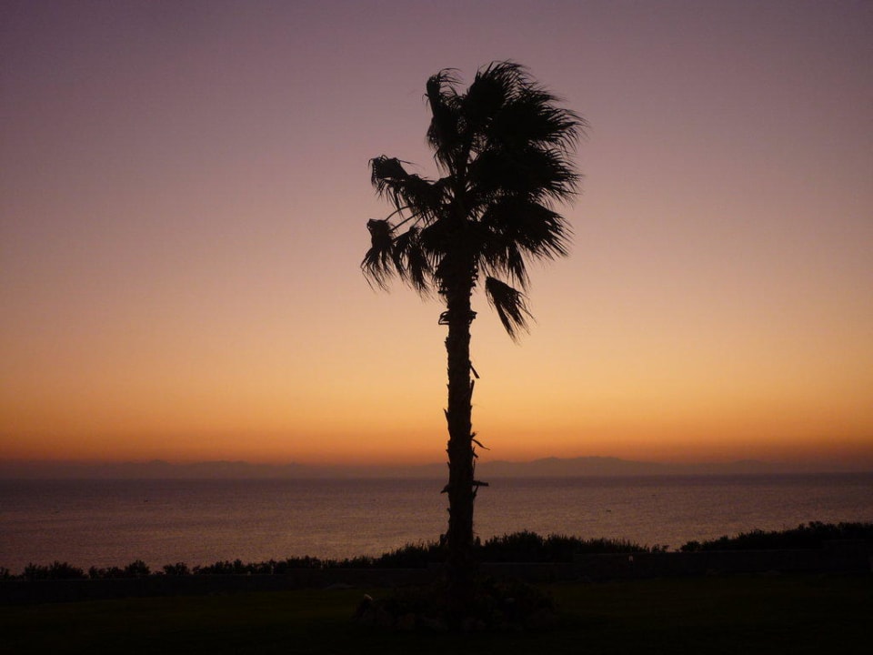 Palme bei Sonnenaufgang Hotel Kalithea Horizon Royal