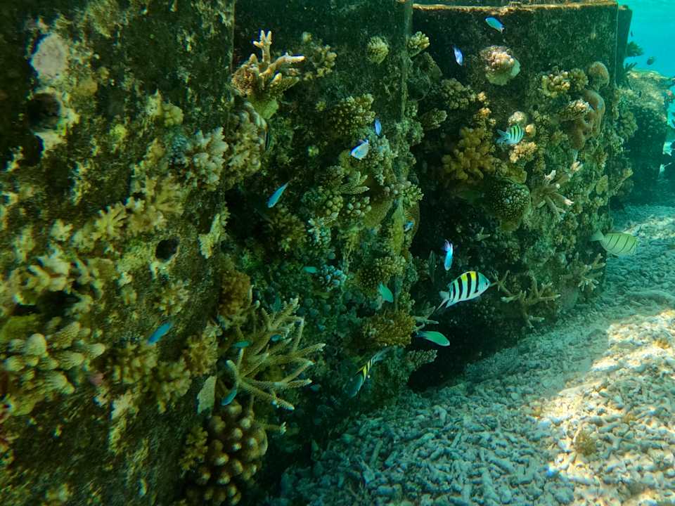 Strand Safari Island Maldives