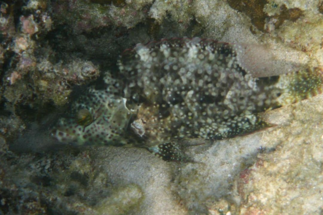 versteckter Fisch Long Bay Resort Koh Phangan