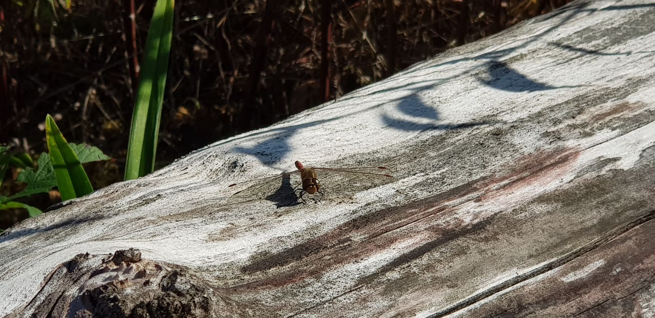 Ausblick Familien - und Waldhotel Villa Waldeck