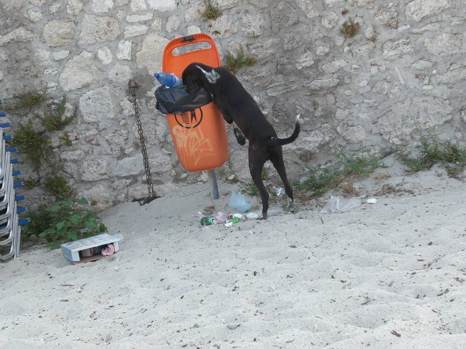 Hunde bei der Plünderung Ammon Zeus Luxury Beach Hotel