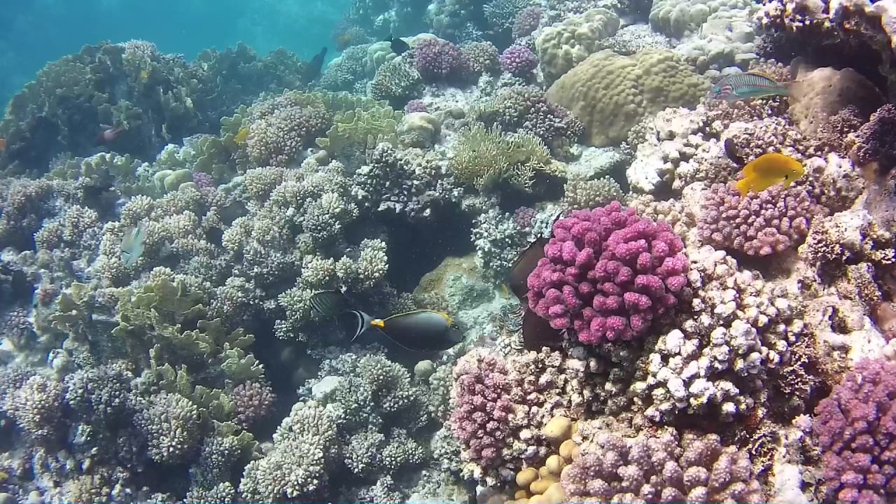 Sport & Freizeit Mövenpick Resort El Quseir