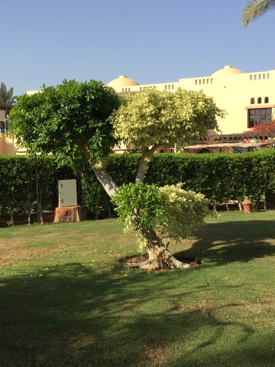 Gartenanlage Steigenberger Coraya Beach - Adults only