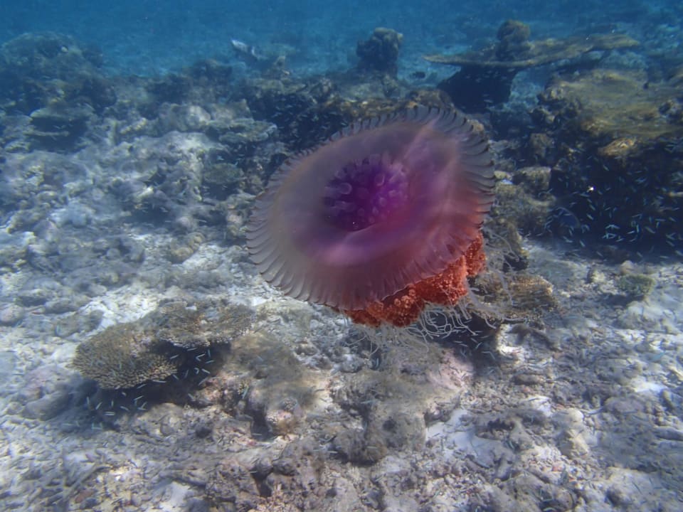 Qualle am Hausriff Embudu Village