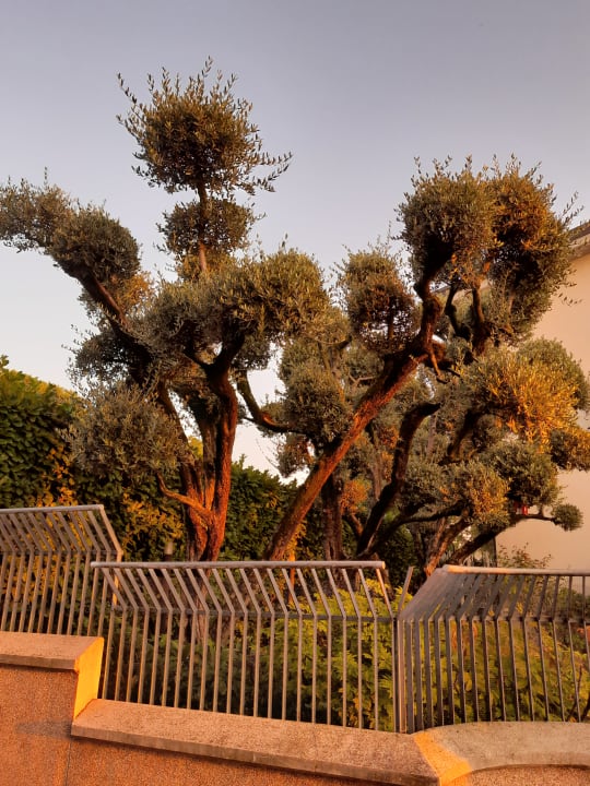 Gartenanlage Hotel Villa Rosa Desenzano