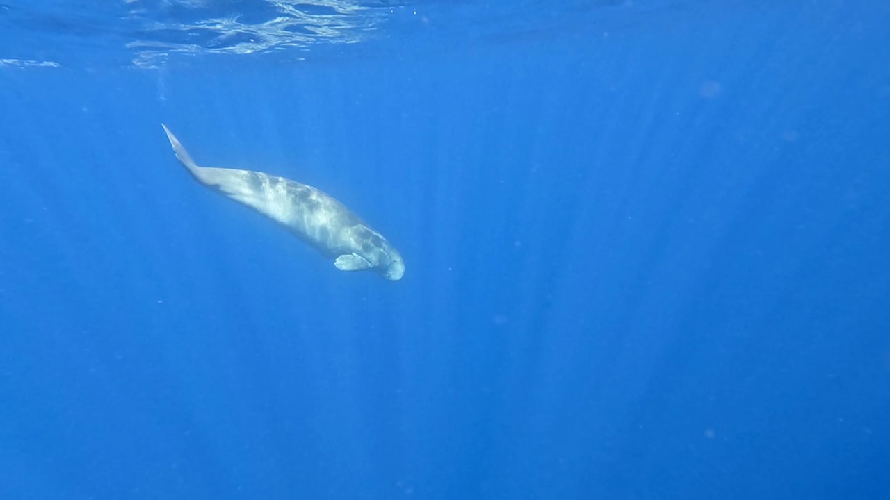 Sonstiges Malikia Resort Abu Dabbab