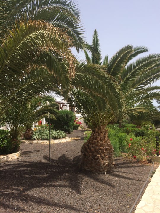 Gartenanlage Marina Playa Suite Hotel