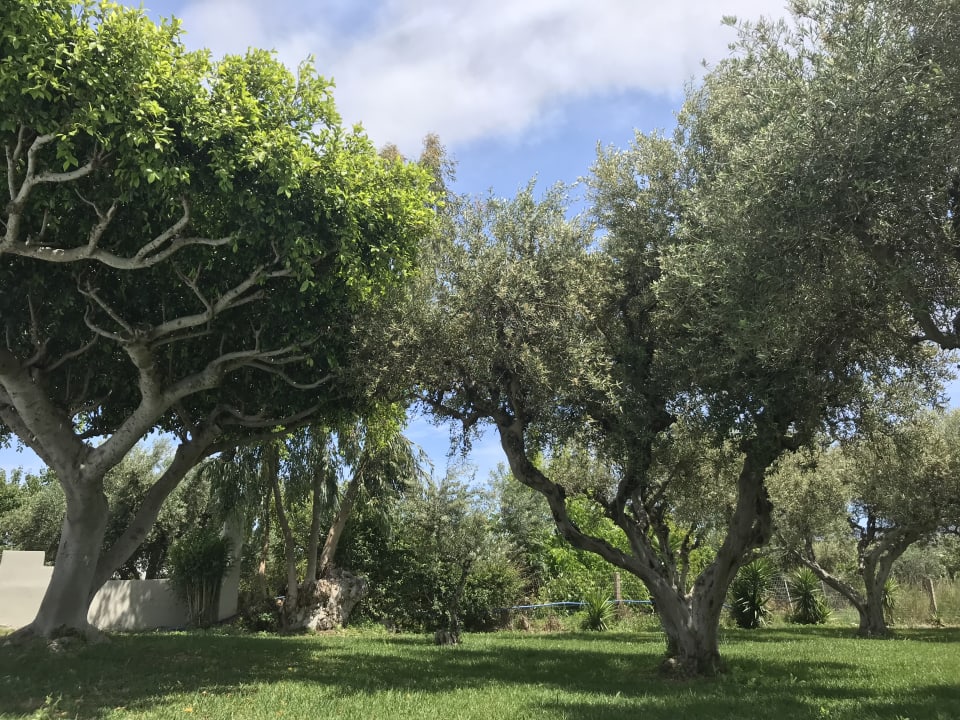 Garten Ilios K Village Resort