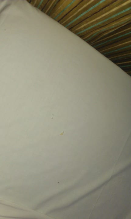 Ants on the bed Sol Cosmopolitan Rhodes