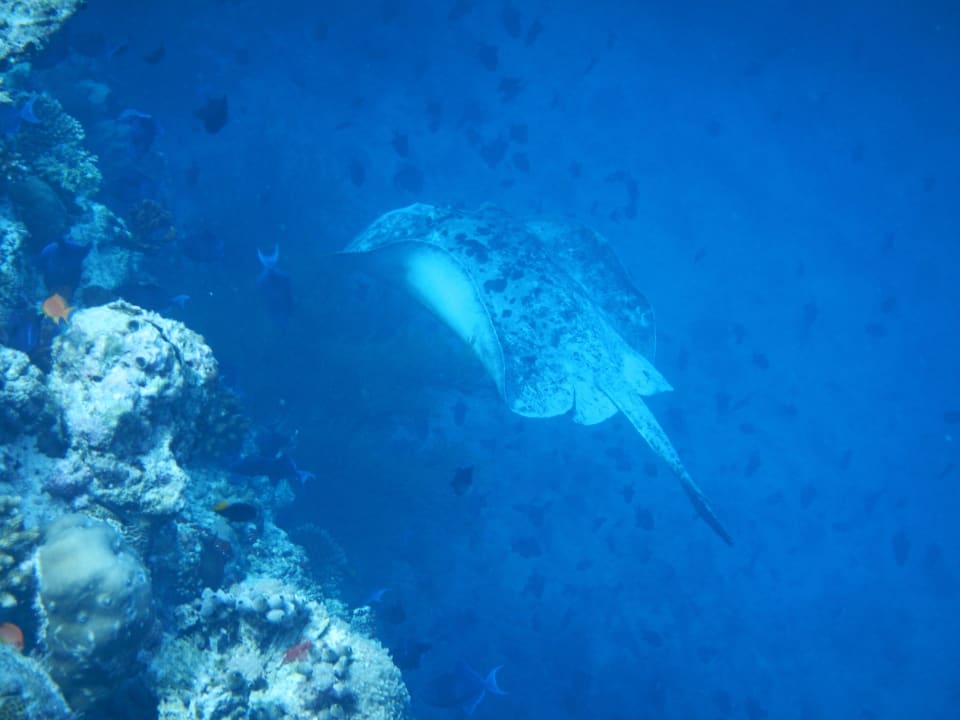 Stachelrochen NH Collection Maldives Reethi Resort