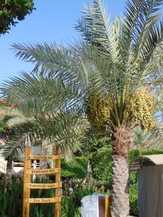Gartenanlage Fujairah Rotana Resort & Spa