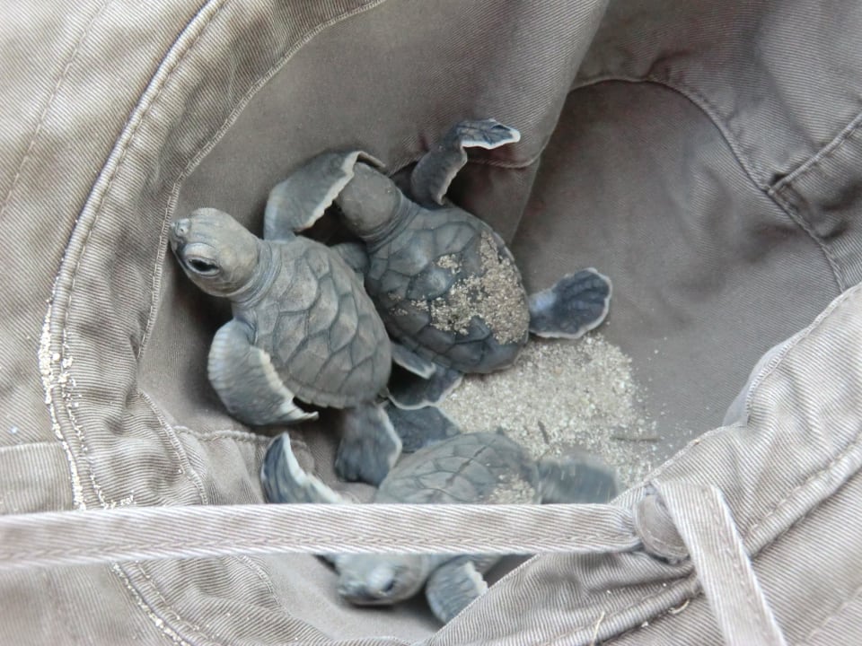 Geschlüpfte Schildkröten Heron Island Resort