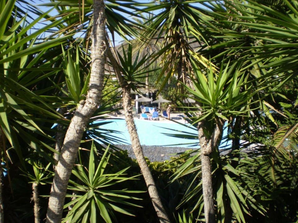 Blick auf den Hauptpool durch die Palmen.. allsun App.-Hotel Esquinzo Beach
