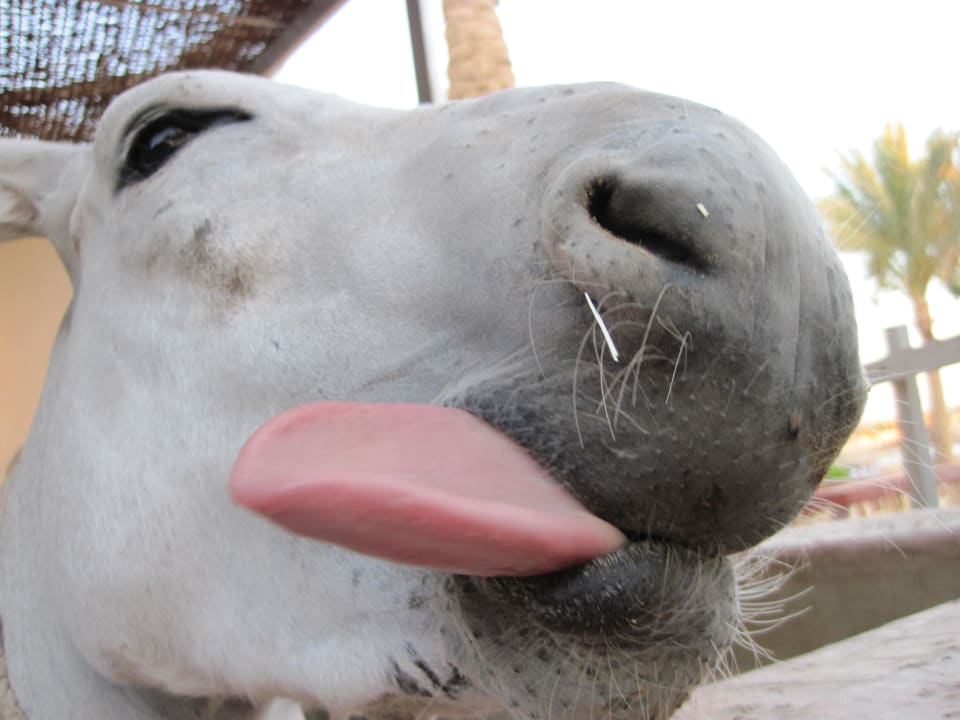 Esel der Tauchschule Jaz Solaya