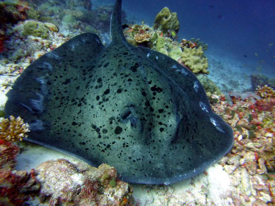 Sport & Freizeit Summer Island Maldives