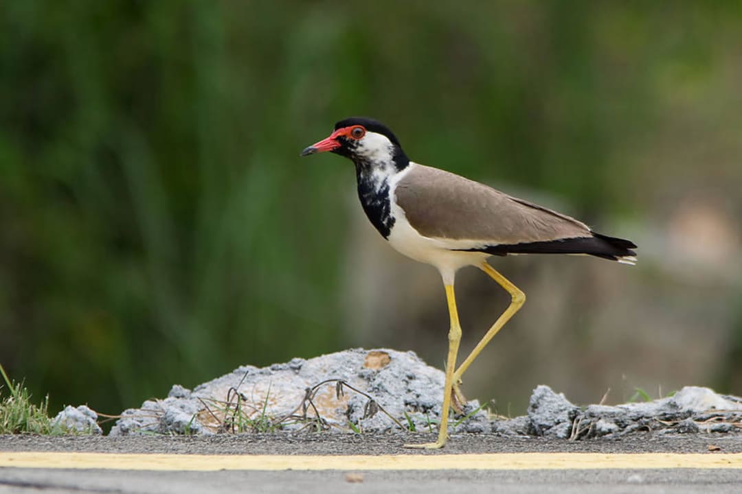 Hotel Berjaya Langkawi Beach & Spa Resort Berjaya Langkawi Resort