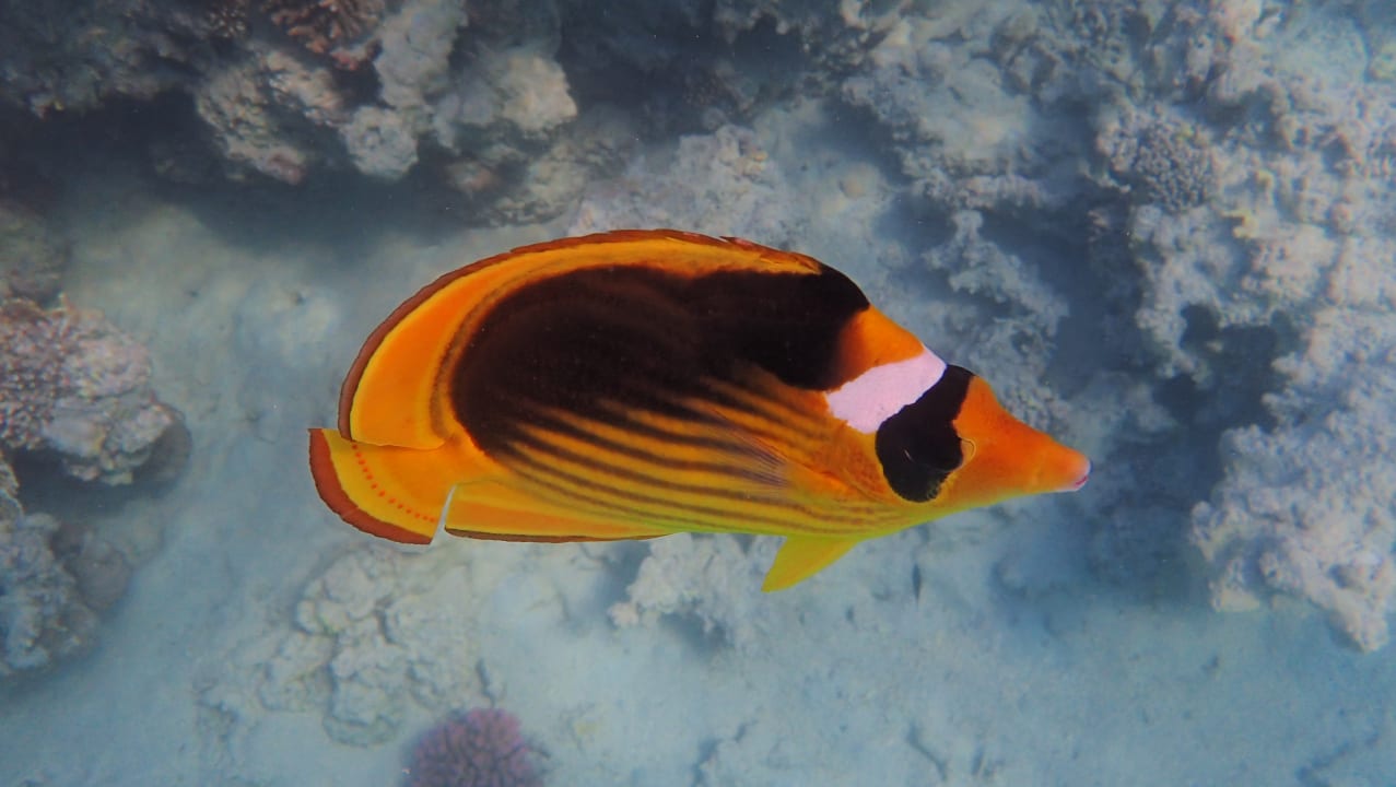 Strand Stella Beach Resort & Spa Makadi Bay