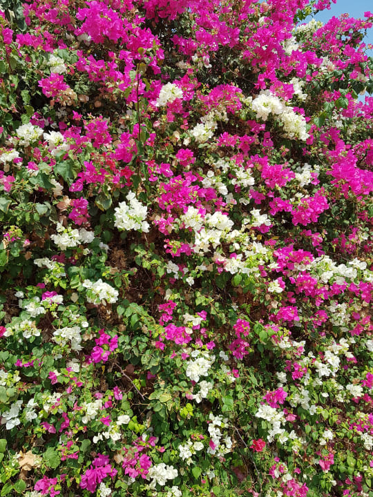 Gartenanlage Desert Rose