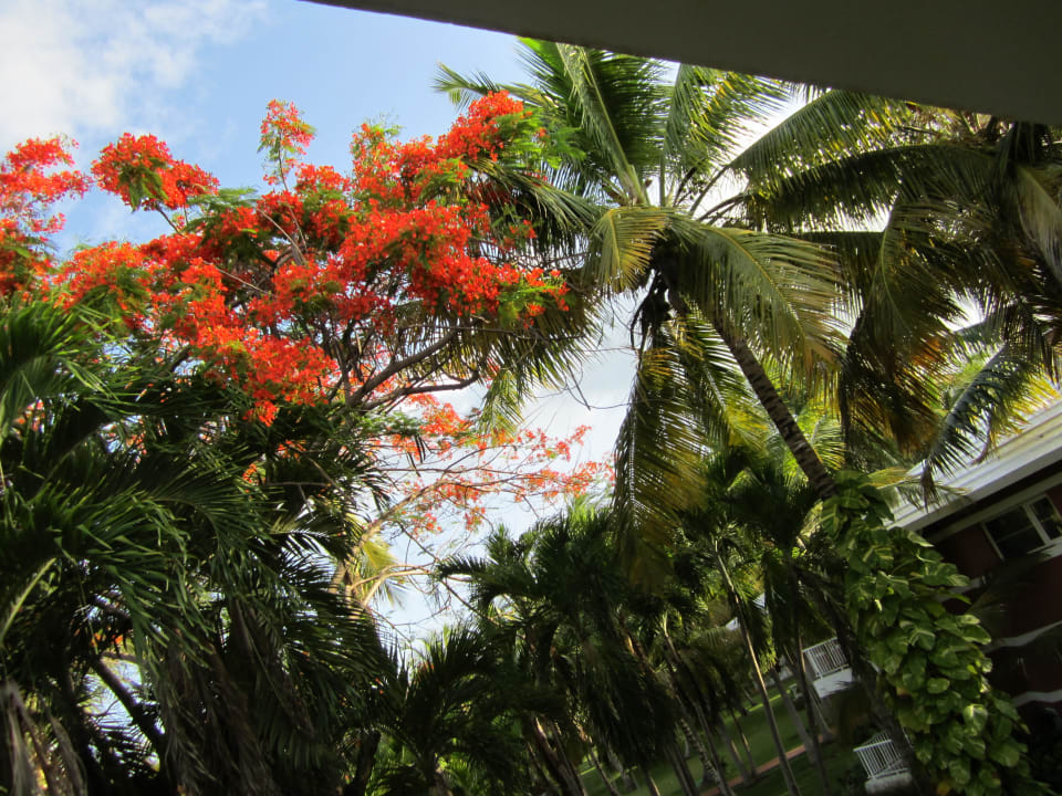 Einfach ein Traum Grand Palladium Select Bávaro Resort & Spa