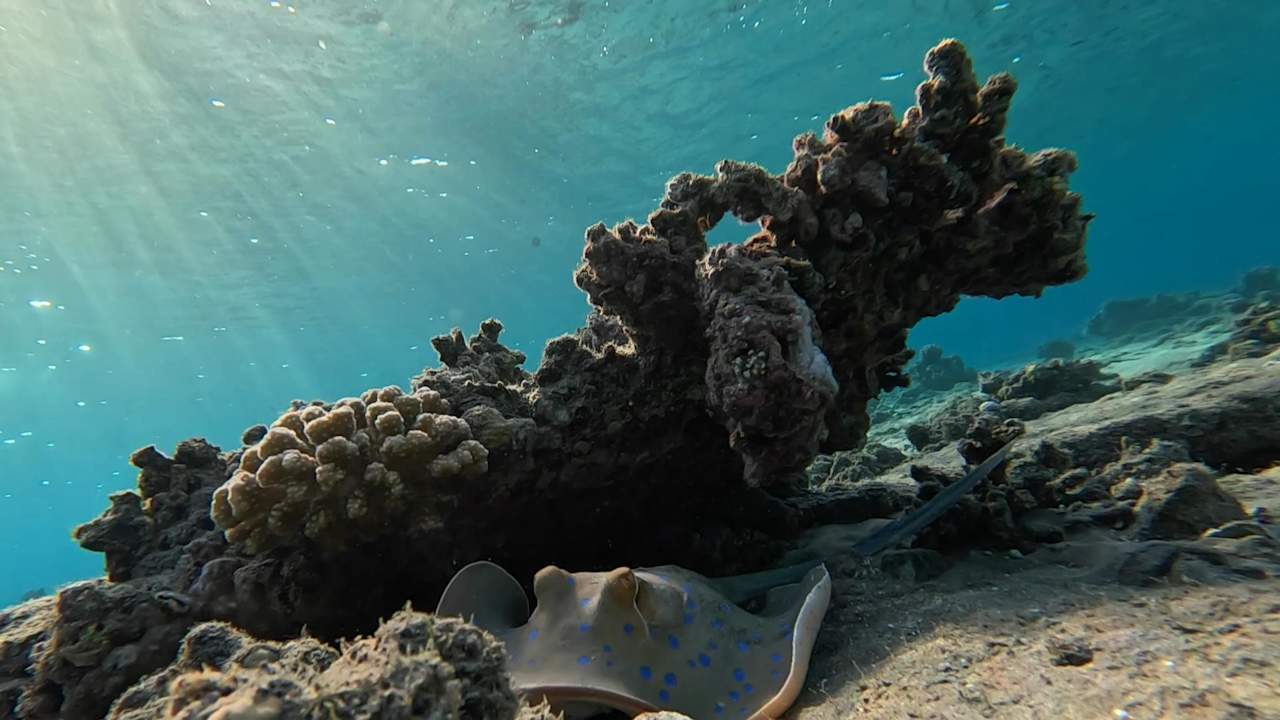 Sonstiges Malikia Resort Abu Dabbab