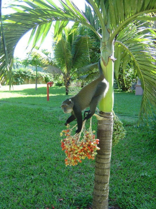 Affe beim Fressen Neptune Paradise Beach Resort & Spa