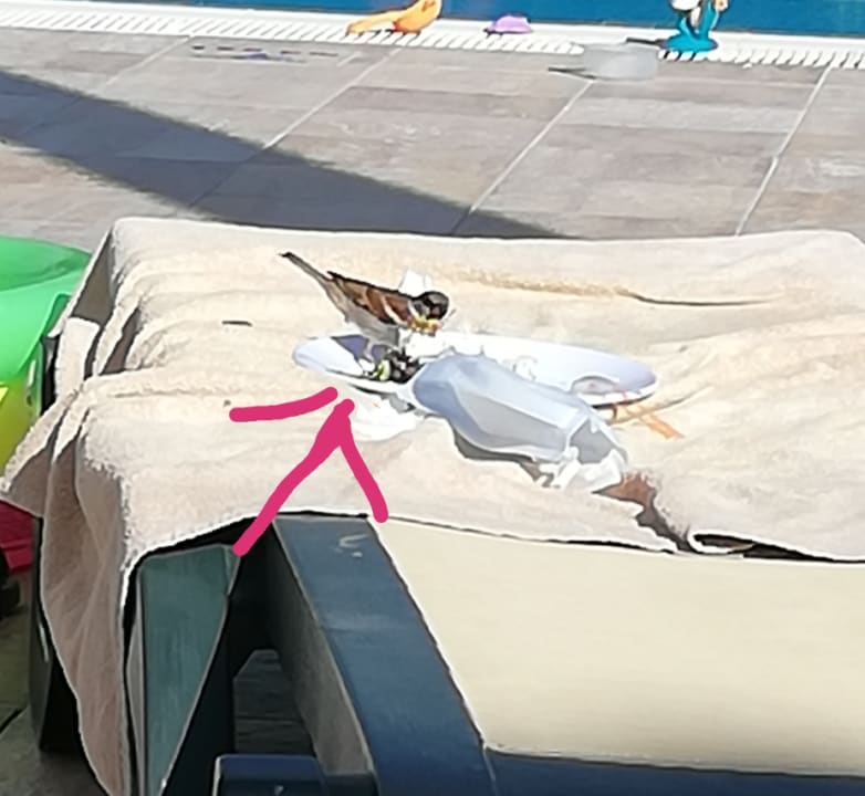 Pool Hane Family Resort