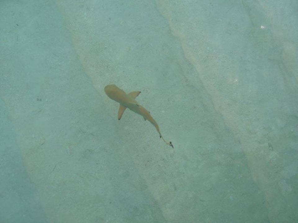 Kleiner Hai am Strand Mirihi Island Resort