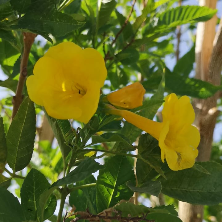 Gartenanlage Jasmine Palace Resort & Spa