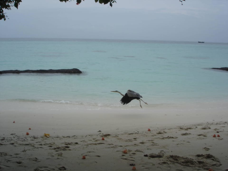 Fischreiher Kuramathi Maldives