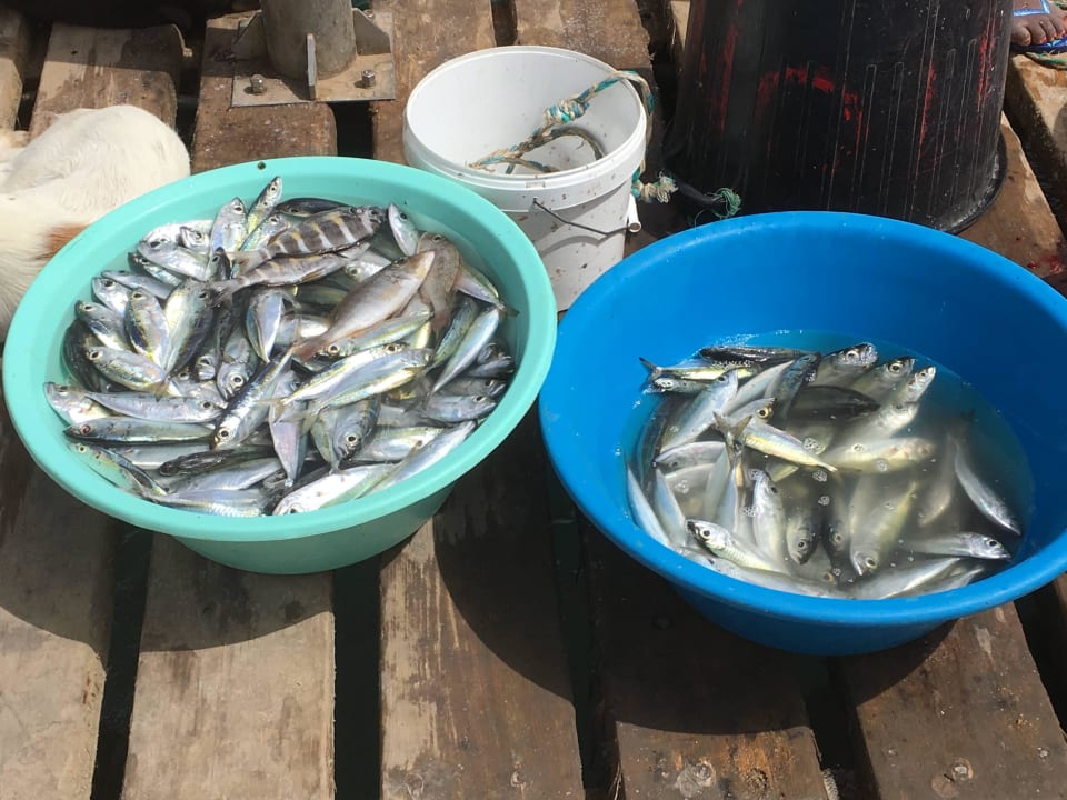 Ryby na molo Oasis Salinas Sea