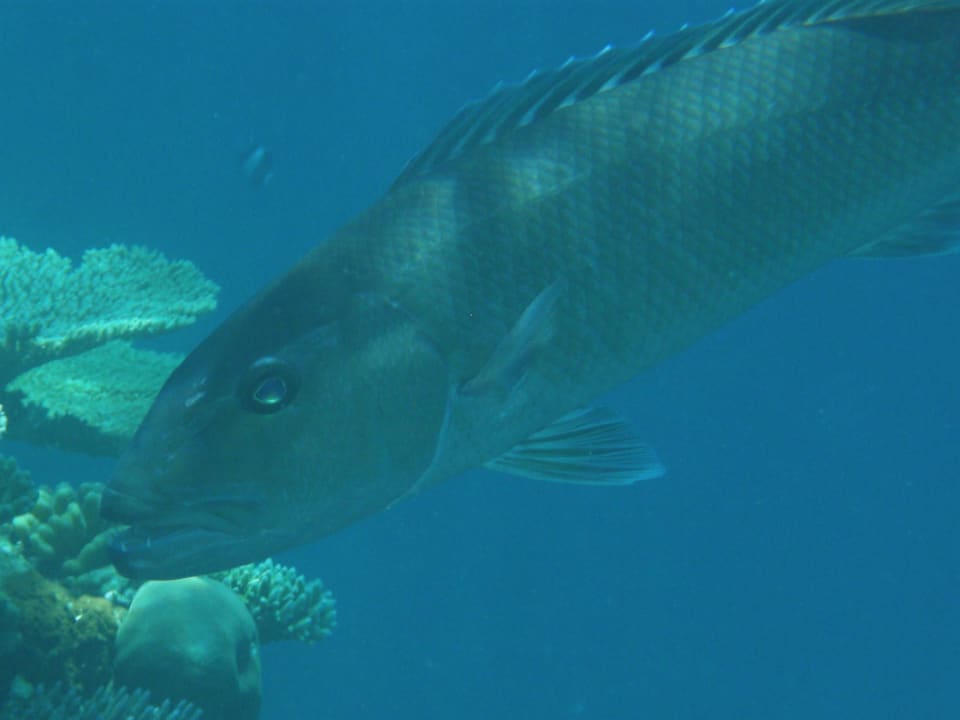Green Jobfish Mirihi Island Resort