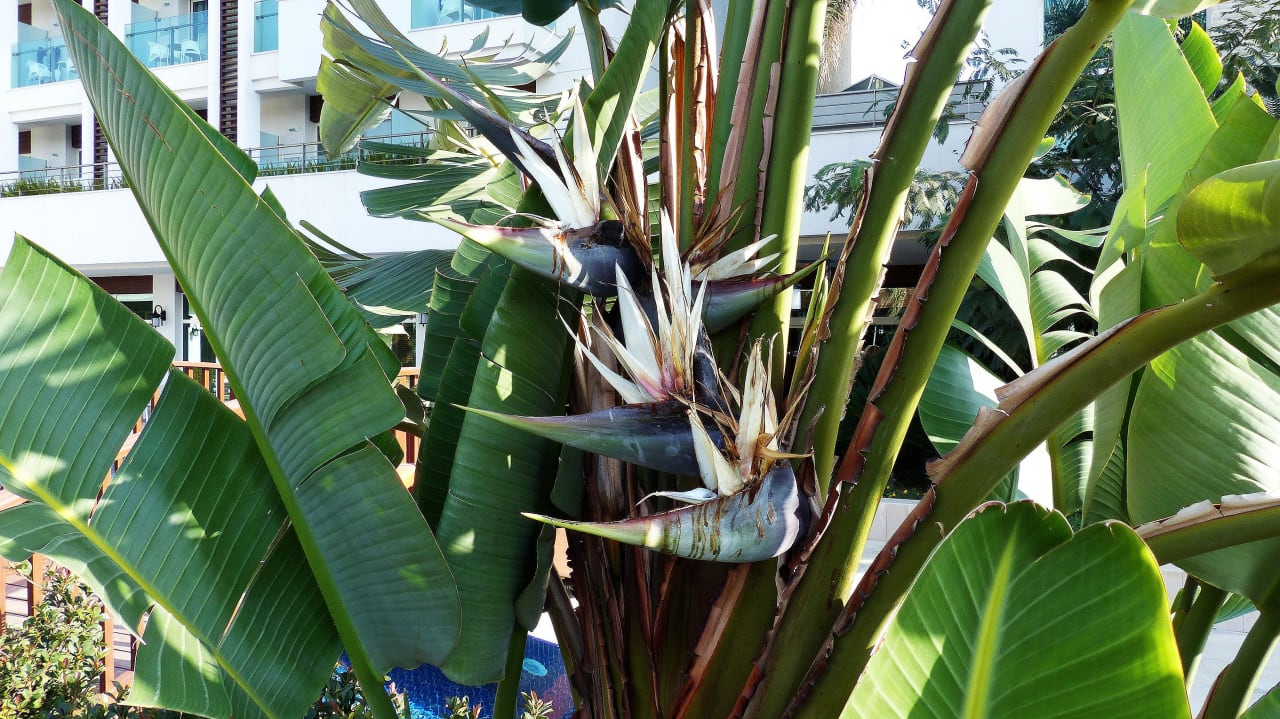 Schöne Bepflanzung Sunis Evren Beach Resort Hotel & Spa