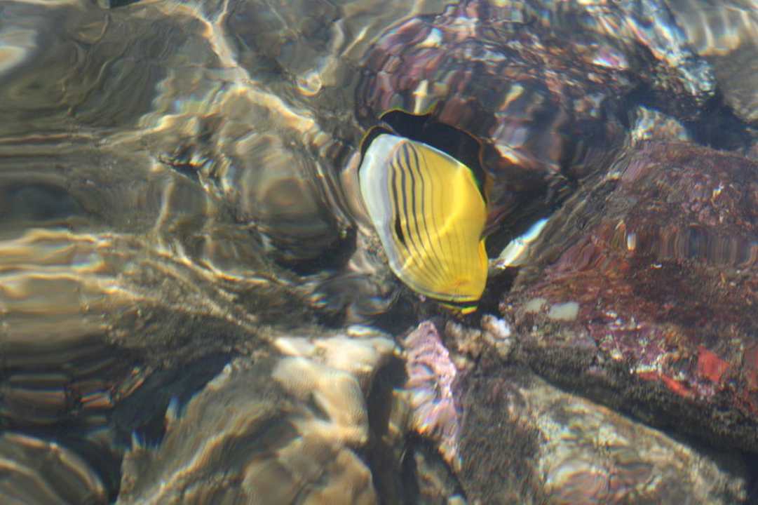 Fische im 15 cm tiefen Wasser Ghazala Gardens