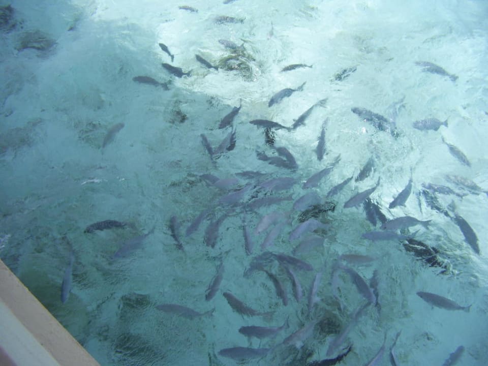 Fische wohin man schaut Summer Island Maldives