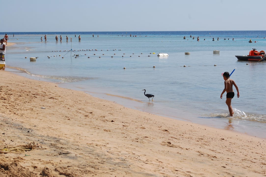 Черная цапля Prima Life Makadi Resort
