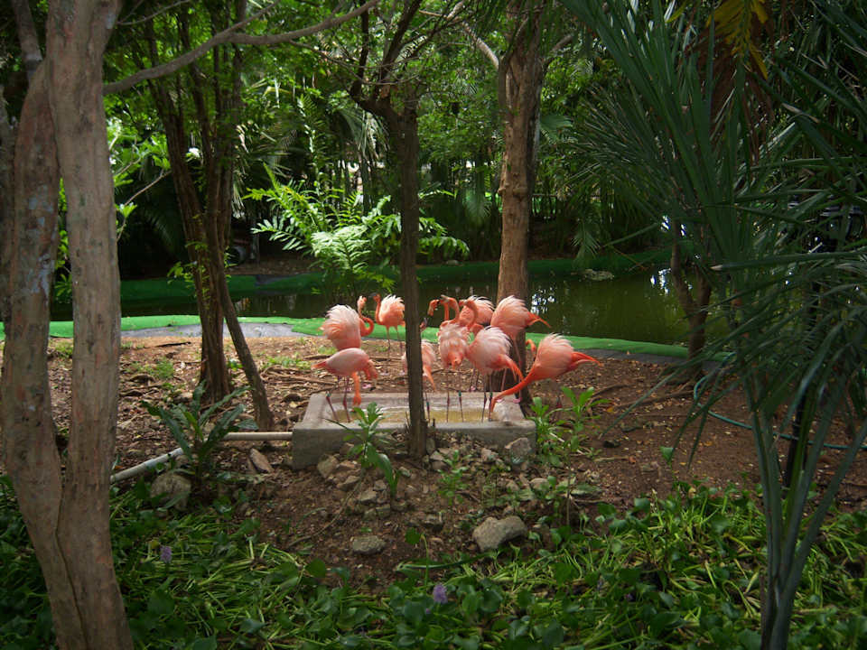 Flamingos Grand Palladium Select White Sand Resort & Spa