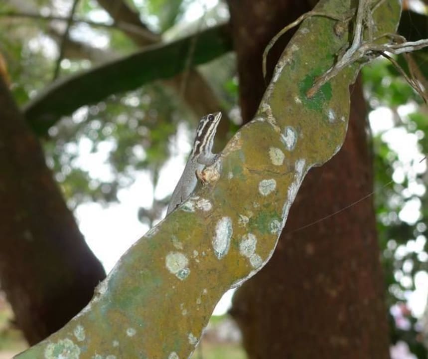 Eidechse/Gecko Hotel Papillon Lagoon Reef