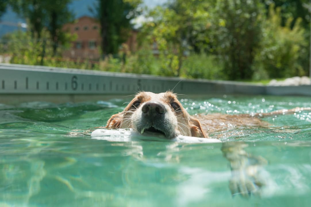 Gartenanlage Hundesporthotel Wolf