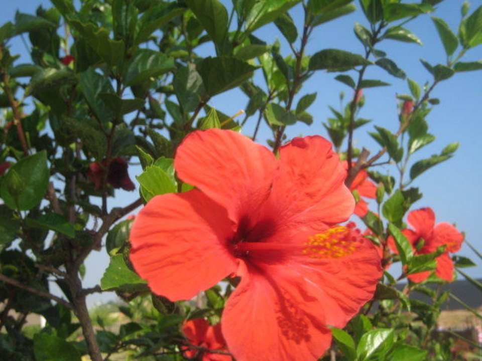 Мерцающие красные цветы Hotel Club Life Kizilot