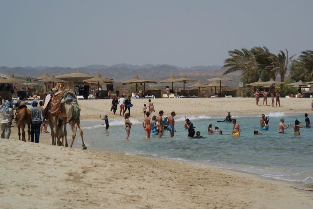 Tłoczny poranek w zatoce abou dabbab Malikia Resort Abu Dabbab