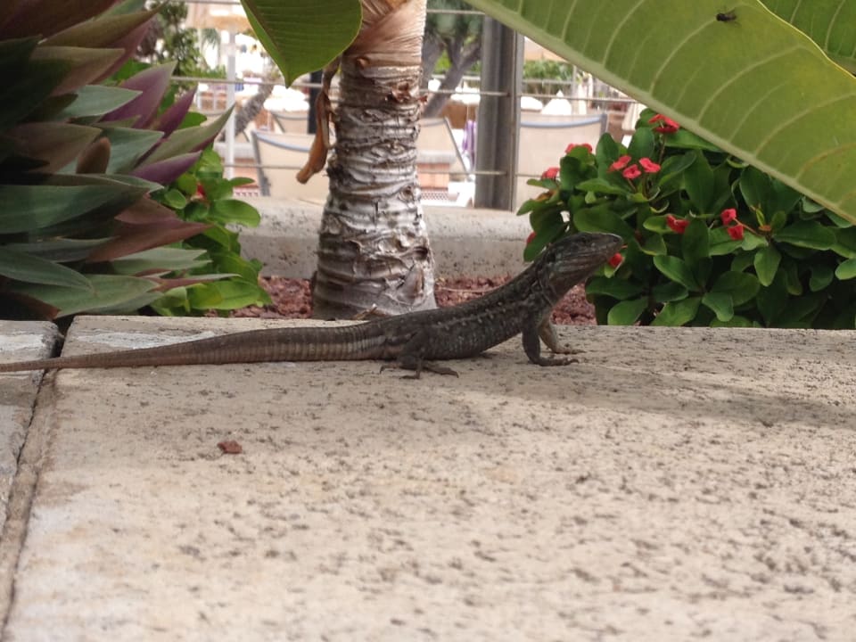 Gartenanlage Landmar Playa La Arena